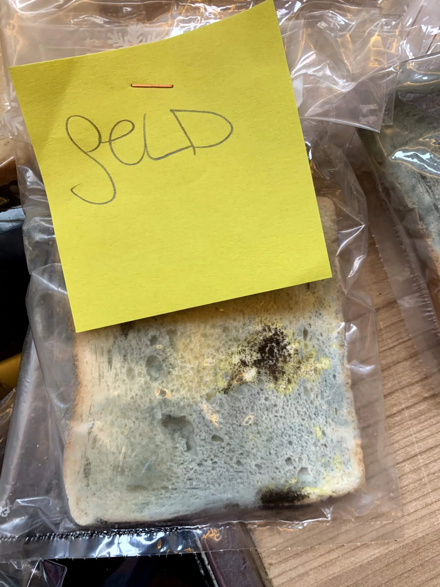 Toast-Brot mit Geld eingerieben – deutlicher Schimmelbefall